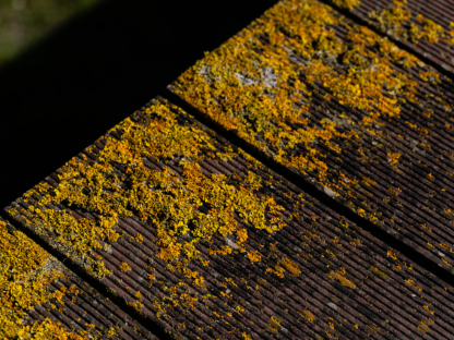 roof-moss-removal-services-at-right-choice